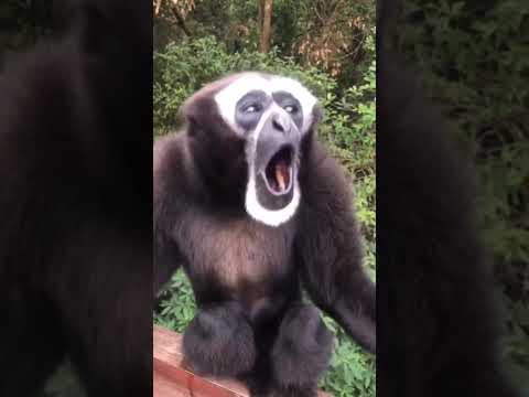 Alguien Sabe Que Mono Es Este 