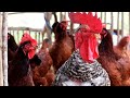 Respondendo perguntas sobre a criação de galinhas em geral - Tire suas dúvidas