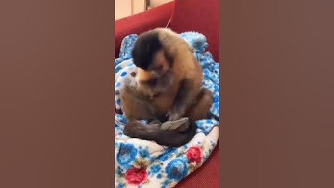 Beautiful Animal Moments - Dog, Cat, Chicken, Elephant, Cow, Sheep - Animal Sounds