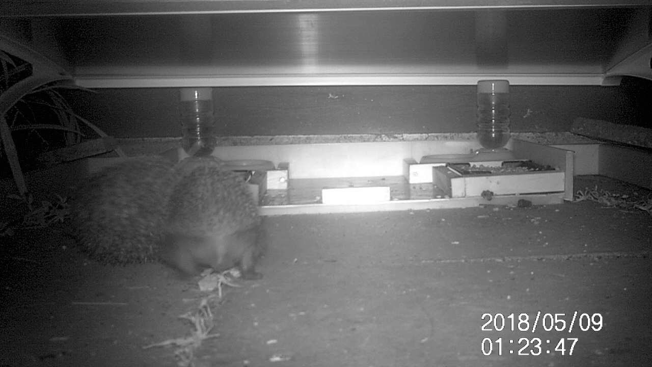 British Hedgehog Rolling Champion !!