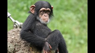 July 2021 Tama zoo chimps 1)Baby Plum on ant mound 2)Fubuki is scolded by Gin フブキ、ジンに叱られる