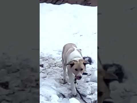 Собака ест свои какашки