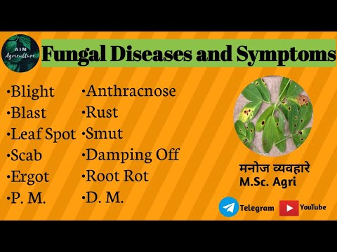 बुरशीजन्य रोग आणि लक्षणे Symptoms appears in Fungal Plant Diseases