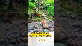 Pertarungan Monyet vs Anjing #shortvideo #animals