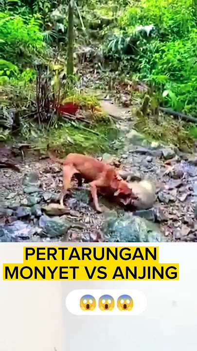 Pertarungan Monyet vs Anjing #shortvideo #animals