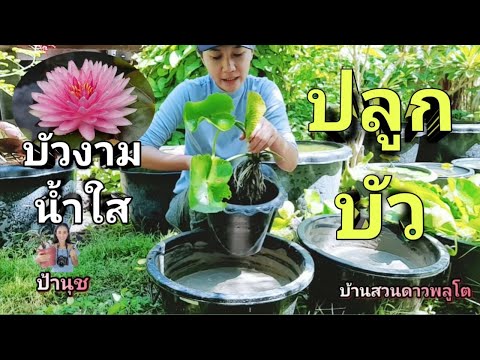 #ปลูกบัวผัน #วิธีปลูกบัว ||ป้านุช