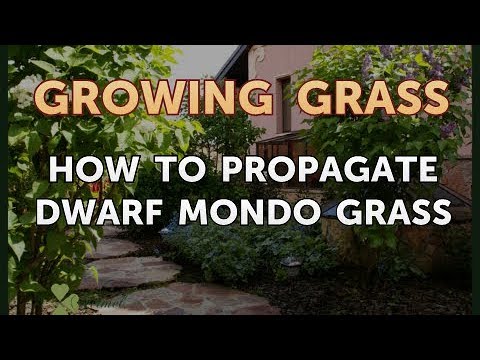 Video: Learn How To Propagate Dwarf Mondo Grass