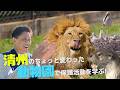 【韓国ロケ】保護された動物たちの居場所🐾坂上パパが感動した忠北・清州の特別な動物園 Cツアーバス 清州旅行 第3弾 구조된 동물들의 보금자리🐾사카가미상이 감동한 충북 청주의 특별한 동물원