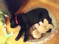Darcey the Labrador - a cute compilation of her life (Part 1)