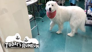 シャンプー当日は穴掘りを許してもらえなかったルンルンです　Great Pyrenees　グレートピレニーズ
