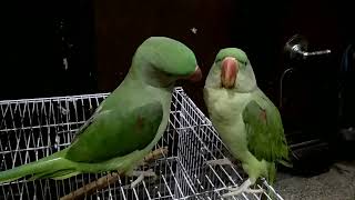Hand tame Talking Parrots male and female #cute #alexandrine #mitthu #talkingparrot #parakeet