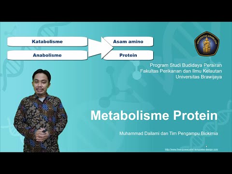 Video: Bagaimana Metabolisme Protein Berlaku?