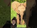 #facts #elephant #animals #amazingfacts #shortsviral #shortsfeed #shorts