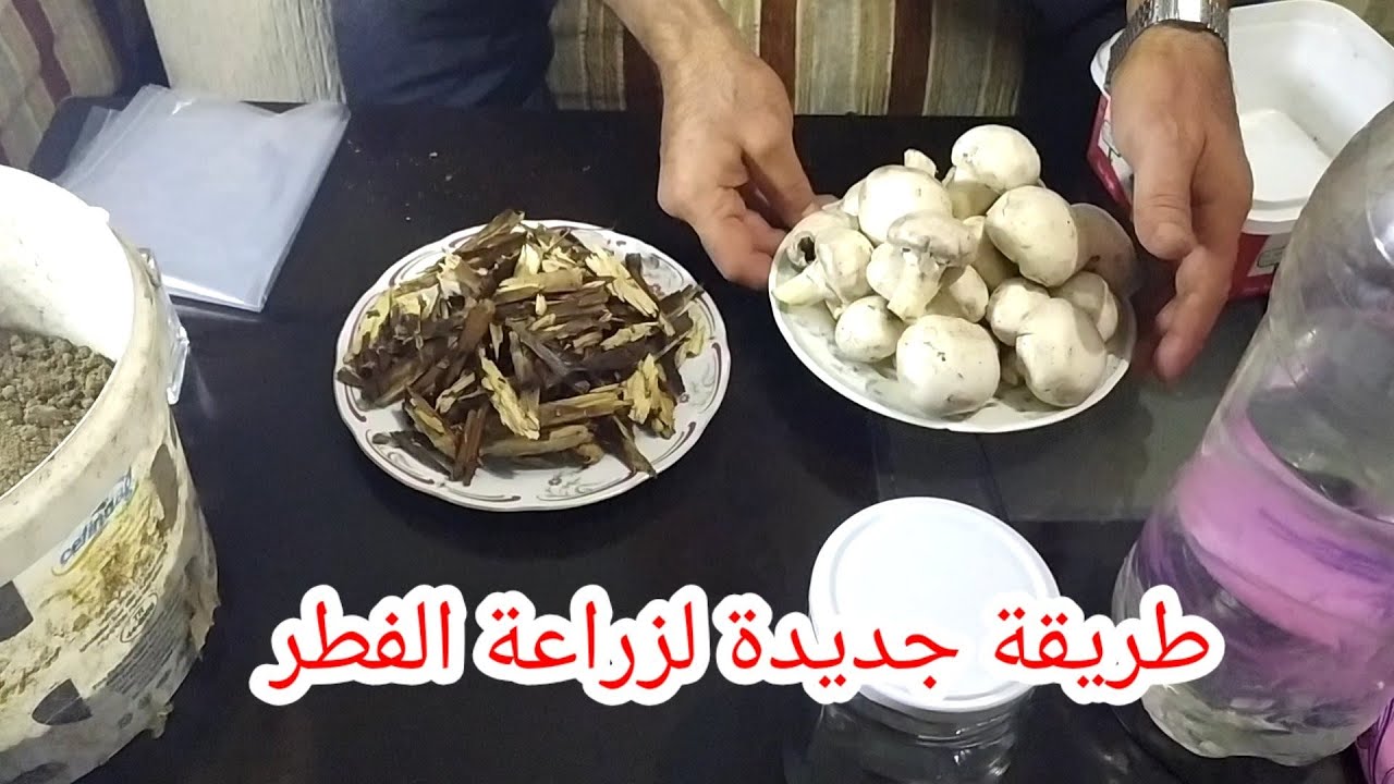 كيفية زراعة فطر عش الغرابGrow mushrooms