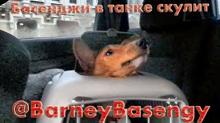 Басенджи в танке #0006 Басенджи в танке #0006