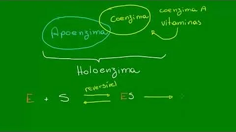 Qual a diferença entre uma holoenzima é uma apoenzima?