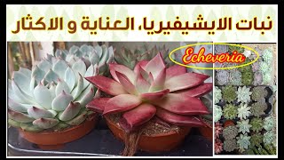 نبتة الاشيفيريا Echeveria أجمل النباتات العصارية، طريقة العناية و الإكثار