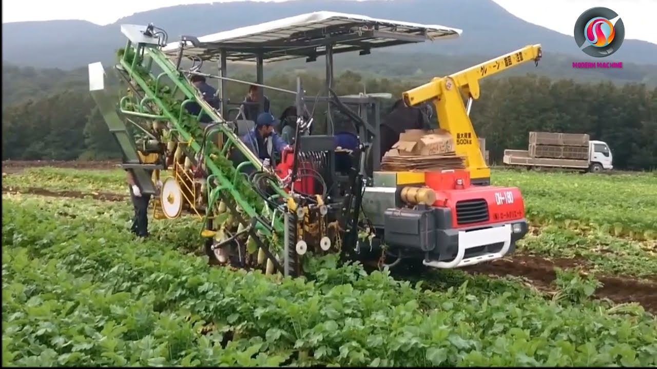 Amazing Modern Farming Radish Harvesting Machines, Automatic Agricultural Technology Machines 2021