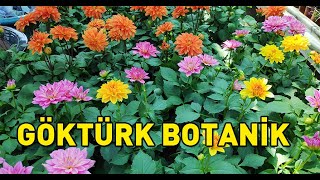 Göktürk Botanik Resimi