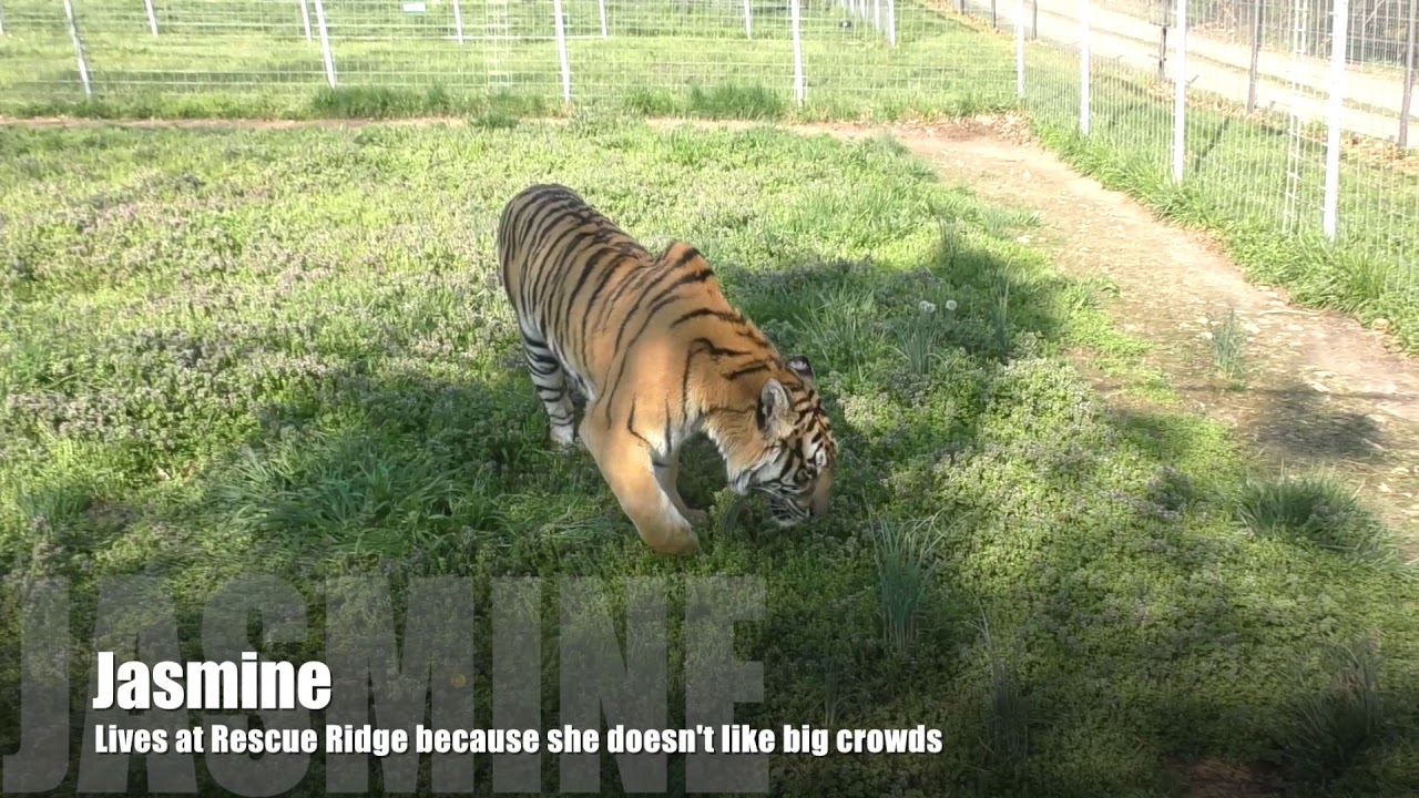 rescue dogs rock nyc These Tiger Ladies are Living their Best Lives at Turpentine Creek Wildlife Refuge