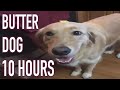 Butter Dog 10 Hours