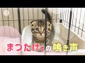 遊んでほしいときの生後2ヶ月の子猫の鳴き声がかわいすぎる！