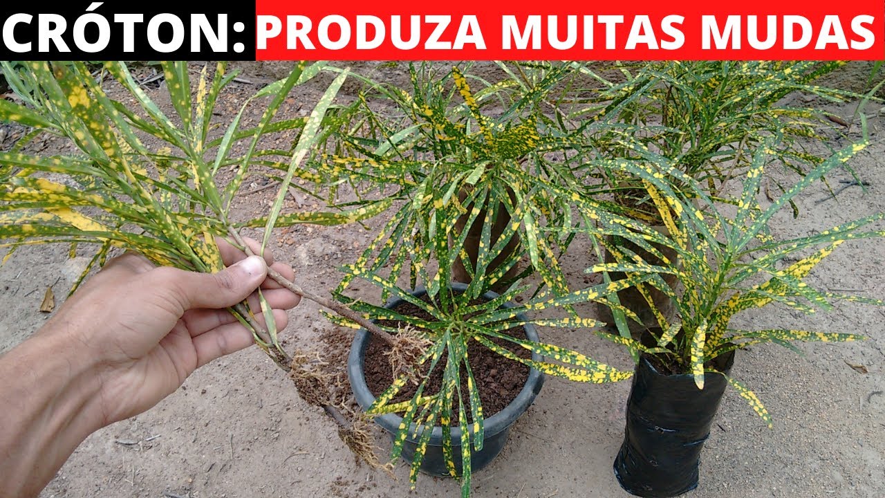 Como plantar cróton por estaquia