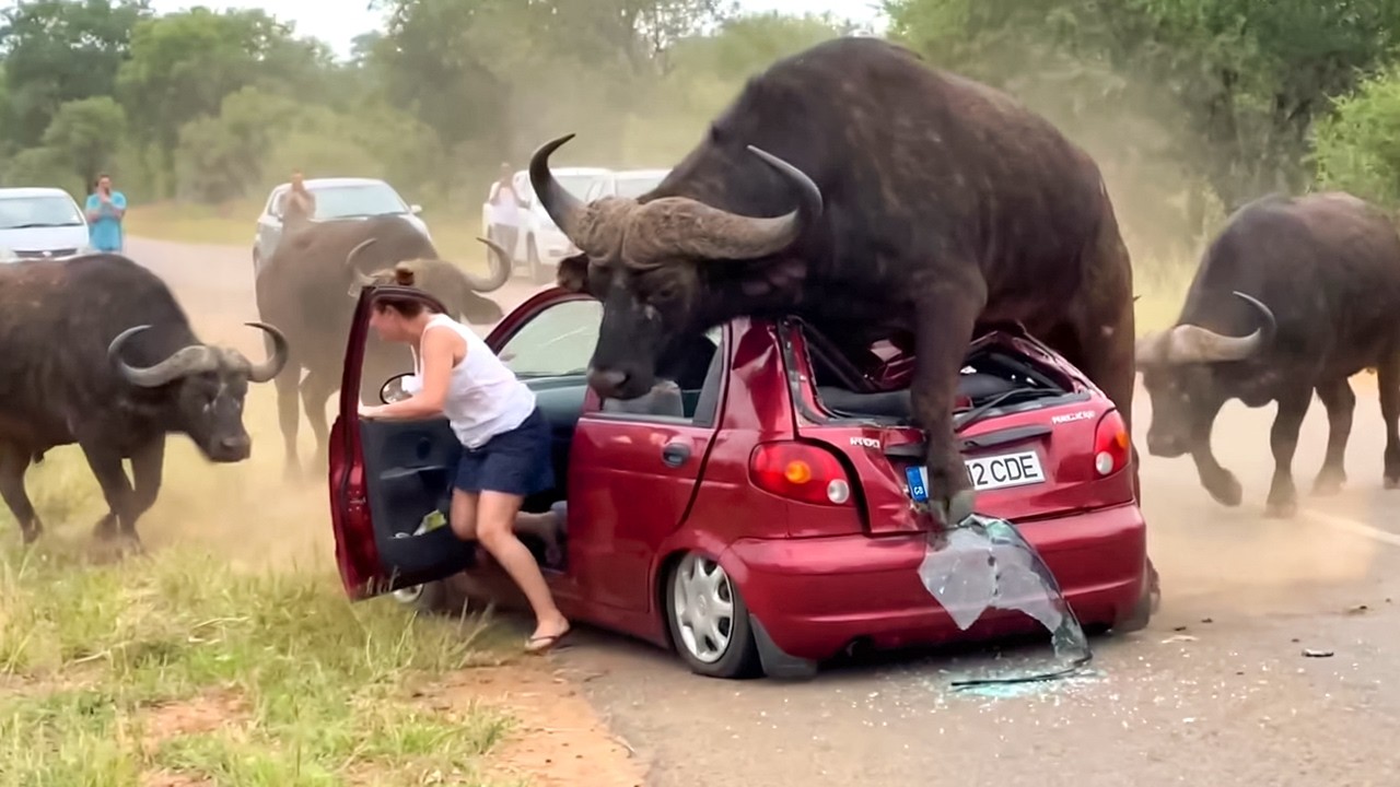 Moments Captured Just Before Calamity – Video