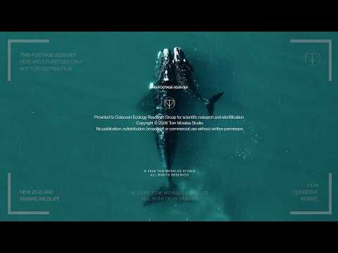 TMS WHALE 2026 002