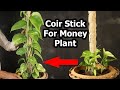 Just Easy Way To Grow Money Plant Vertically With Coir Stick