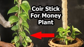 Just Easy Way To Grow Money Plant Vertically With Coir Stick