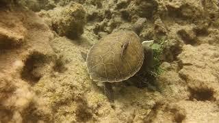 Loggerhead Turtle Encounter Green Bay Cyprus (4K) @astronomyshed