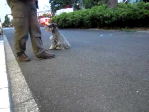 camera iphone 8 plus apk 6月18日