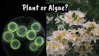 What's The Deal With Plants and Algae