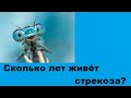 Сколько лет живёт стрекоза?