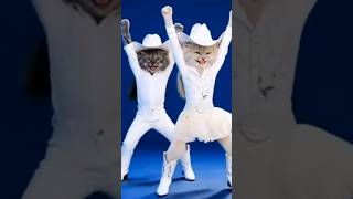 new cat dance #shorts #catvideos #funny #cat #dancingcat #cute #catdance #aicat #kitty #catplay