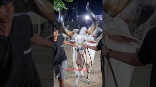 MOST BIGGEST HORN KANKAREJ OX OF 2024 ? FROM PATHAN CATTLE FARM GOLBARI viral shorts short