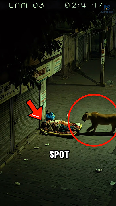 Lion in the City 🤯| Only in India. #shorts #lion #viral