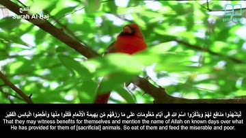 سورة الحج - سعد الغامدي - مترجم | Surah Al Haj - Saad Alghamdi - English subtitles