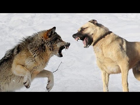 Kangal Gros Chien Dangereux