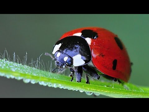 Evo zašto su bubamare zaštitnice organskog vrta