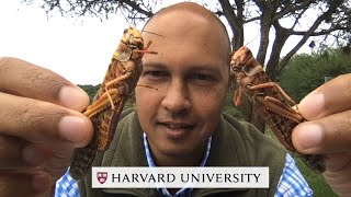 Locusts in East Africa Explained