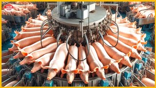 A look at pig farming || breeding to modern meat processing