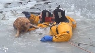 Firefighters Jump Into Icy Water To Save Freezing Dog