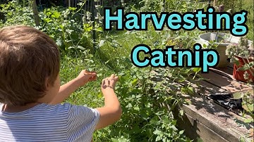 How to Harvest Catnip | Harvesting Catnip for Mr. Meowgi