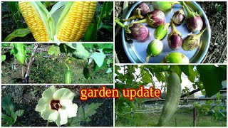 Garden update 4/my garden in tamil/home garden/kitchen garden with English subtitles