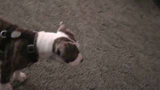 Brenda the pit bull puppy by Mag Gie 397 views 14 years ago 25 seconds