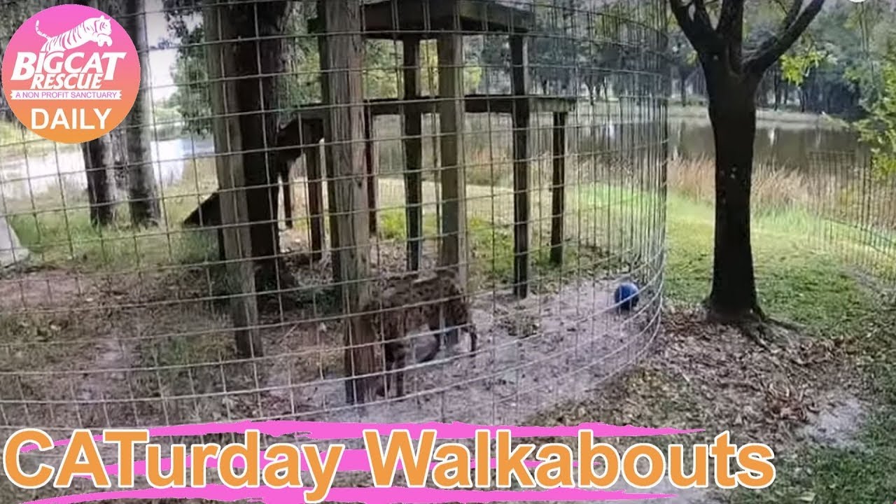 leopard print Caturday Bonus Tour Part 1 09 28 2019