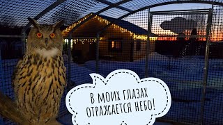 I prevented the owl Yoll from watching the sunset. Poirot the cat came in for dinner in the cold