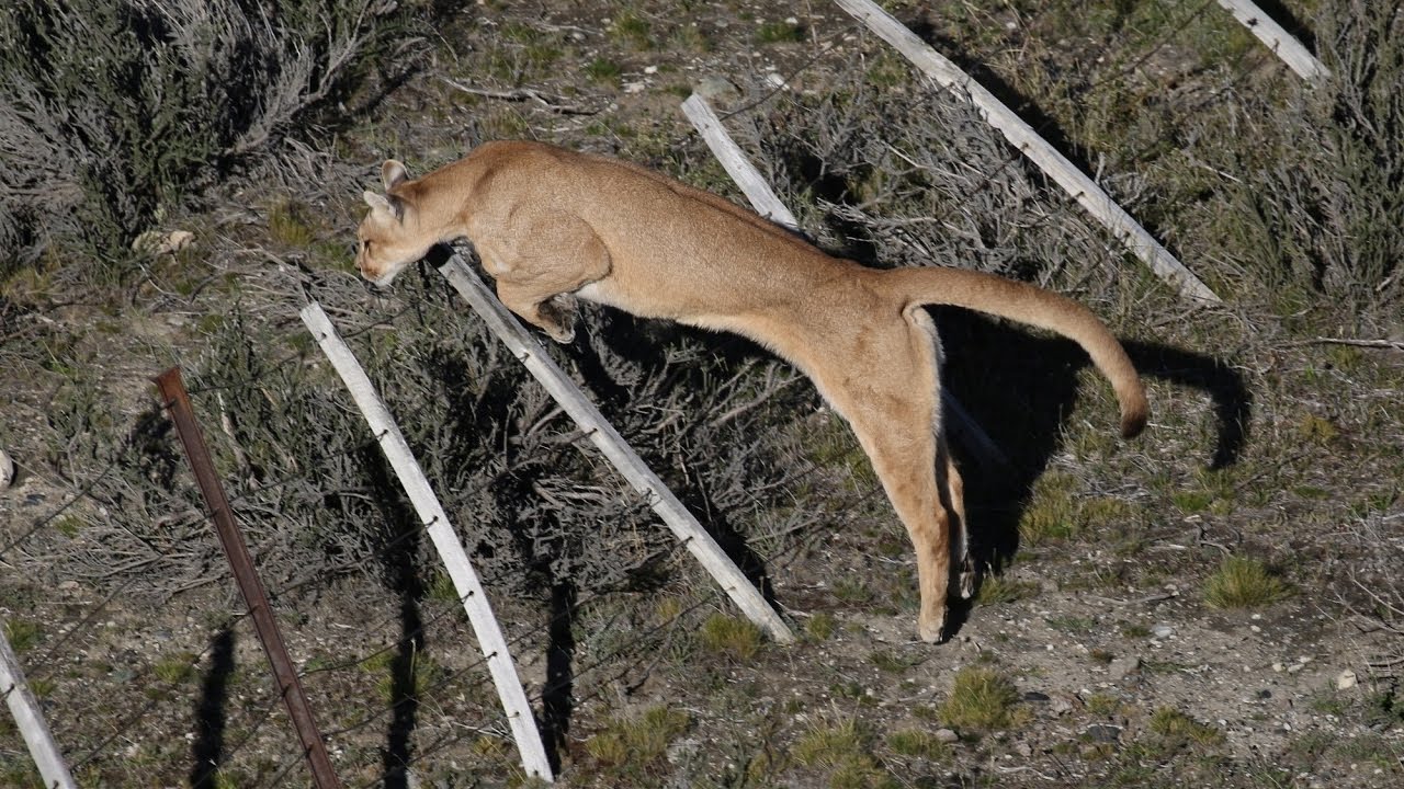 Puma jumping a fence - YouTube